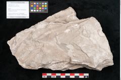 Foto (Objekt + Etikett) von Dictyopteris brongniarti Gutb. (NHMW-GEO-2024-0188-10776)